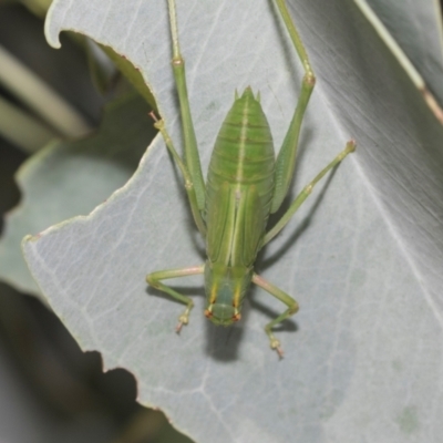 Caedicia simplex (Common Garden Katydid) at Fraser, ACT - 14 Feb 2023 by AlisonMilton