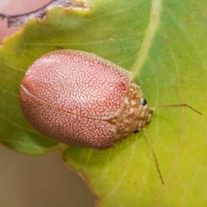 Paropsis atomaria at Fraser, ACT - 14 Feb 2023