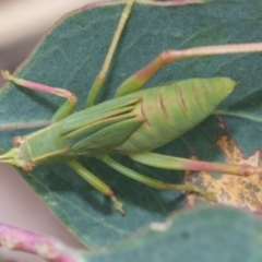 Caedicia simplex (Common Garden Katydid) at Fraser, ACT - 14 Feb 2023 by AlisonMilton