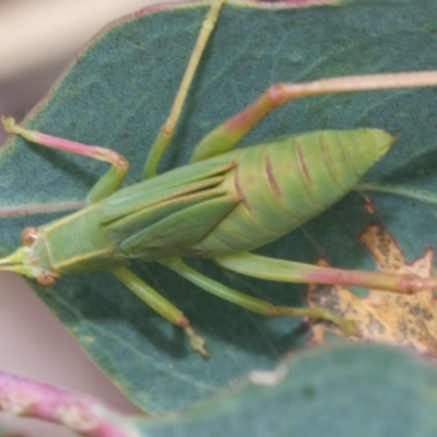 Caedicia simplex (Common Garden Katydid) at Fraser, ACT - 14 Feb 2023 by AlisonMilton