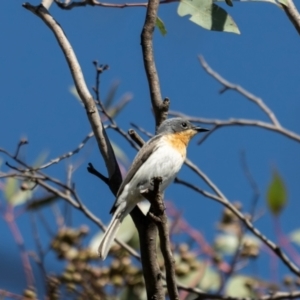 Myiagra rubecula at Block 402 - 15 Dec 2023