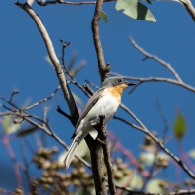 Myiagra rubecula (Leaden Flycatcher) at Block 402 - 15 Dec 2023 by Wildlifewarrior80