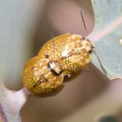 Paropsisterna cloelia (Eucalyptus variegated beetle) at Fraser, ACT - 14 Feb 2023 by AlisonMilton