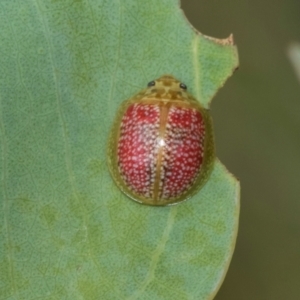 Paropsisterna decolorata at Kuringa Woodlands - 14 Feb 2023