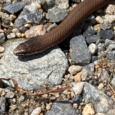 Drysdalia coronoides (White-lipped Snake) at Munyang, NSW - 13 Dec 2023 by SteveBorkowskis