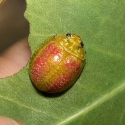 Paropsisterna fastidiosa (Eucalyptus leaf beetle) at Fraser, ACT - 14 Feb 2023 by AlisonMilton