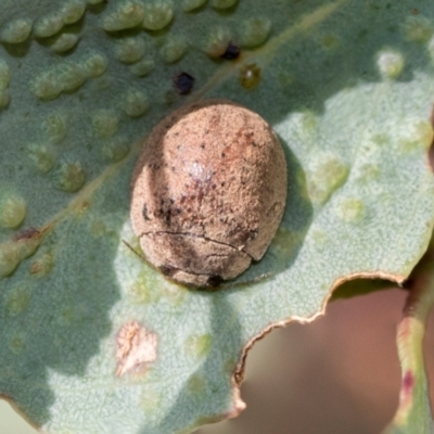 Trachymela sp. (genus) (Brown button beetle) at Fraser, ACT - 14 Feb 2023 by AlisonMilton