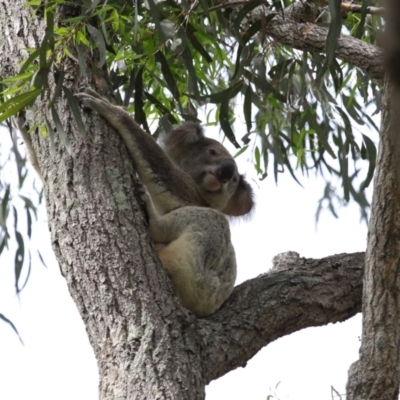 Phascolarctos cinereus (Koala) at Ormiston, QLD - 16 Dec 2023 by TimL