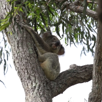 Phascolarctos cinereus (Koala) at Ormiston, QLD - 17 Dec 2023 by TimL