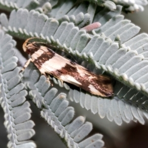 Macrobathra desmotoma at Kuringa Woodlands - 14 Feb 2023