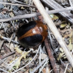 Dicranosterna immaculata at Kuringa Woodlands - 14 Feb 2023