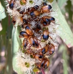 Phyllotocus macleayi (Nectar scarab) at Block 402 - 17 Dec 2023 by JMH