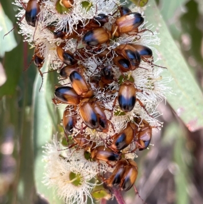 Phyllotocus macleayi (Nectar scarab) at Block 402 - 17 Dec 2023 by JMH