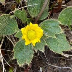 Ranunculus acrophilus (Feldmark Buttercup) at Kosciuszko National Park - 13 Dec 2023 by SteveBorkowskis