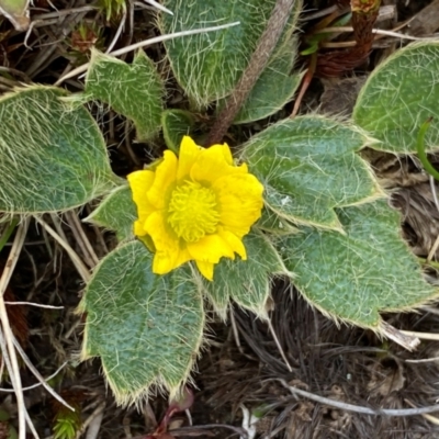 Ranunculus acrophilus (Feldmark Buttercup) at Kosciuszko National Park - 13 Dec 2023 by SteveBorkowskis