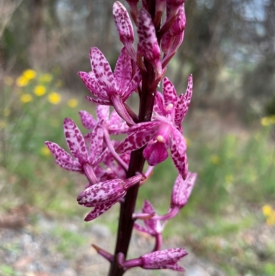 Dipodium punctatum (Blotched Hyacinth Orchid) at Tuggeranong, ACT - 6 Dec 2023 by JMH