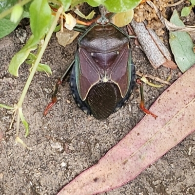 Musgraveia sulciventris (Bronze Orange Bug) at Evatt, ACT - 16 Dec 2023 by Jiggy