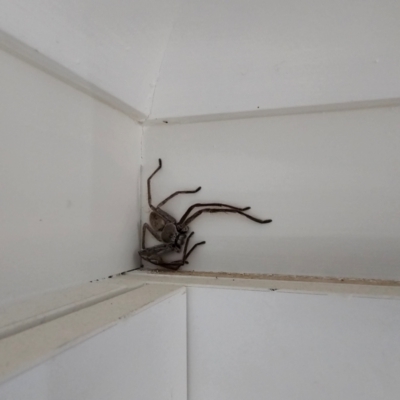 Isopeda canberrana (Canberra Huntsman Spider) at Pearce, ACT - 13 Dec 2023 by Jiggy