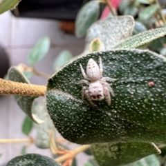 Opisthoncus grassator (Jumping spider) at Reid, ACT - 24 Nov 2023 by AndyRussell