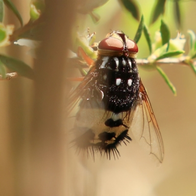 Formosia (Euamphibolia) speciosa (Bristle fly) at Forde, ACT - 17 Dec 2023 by NathanaelC