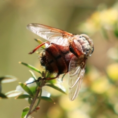 Rutilia (Donovanius) sp. (genus & subgenus) (A Bristle Fly) at Forde, ACT - 17 Dec 2023 by NathanaelC