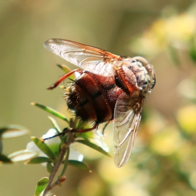 Rutilia (Donovanius) sp. (genus & subgenus) (A Bristle Fly) at Forde, ACT - 17 Dec 2023 by NathanaelC