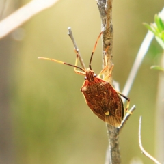Poecilometis sp. (genus) (A Gum Tree Shield Bug) at Mulligans Flat - 17 Dec 2023 by NathanaelC