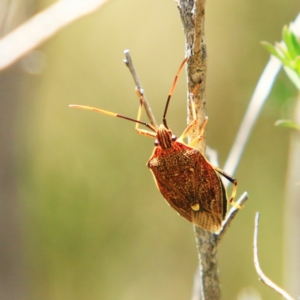 Poecilometis sp. (genus) at Mulligans Flat - 17 Dec 2023