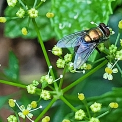 Unidentified True fly (Diptera) at Nambucca Heads, NSW - 17 Dec 2023 by trevorpreston