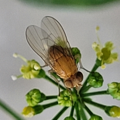 Unidentified True fly (Diptera) at Nambucca Heads, NSW - 17 Dec 2023 by trevorpreston