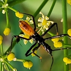 Unidentified Assassin bug (Reduviidae) at Nambucca Heads, NSW - 17 Dec 2023 by trevorpreston