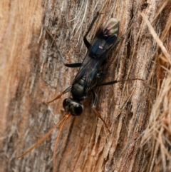 Fabriogenia sp. (genus) (Spider wasp) at Downer, ACT - 17 Dec 2023 by RobertD