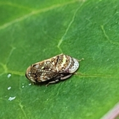 Unidentified Leafhopper or planthopper (Hemiptera, several families) at Nambucca Heads, NSW - 17 Dec 2023 by trevorpreston