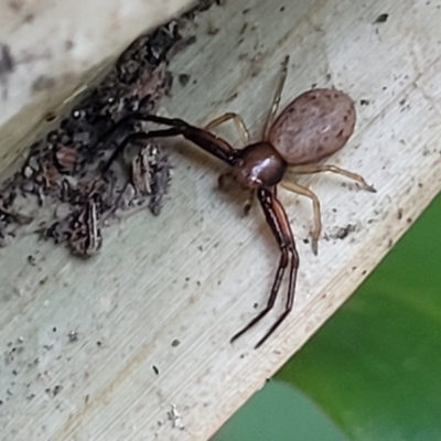Unidentified Spider (Araneae) at Nambucca Heads, NSW - 17 Dec 2023 by trevorpreston