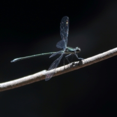 Austroargiolestes icteromelas (Common Flatwing) at Wee Jasper, NSW - 15 Dec 2023 by MichaelWenke