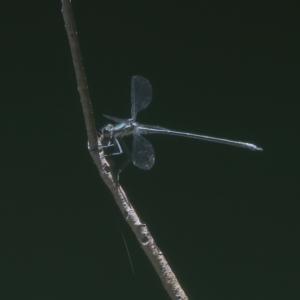 Austroargiolestes icteromelas at Wee Jasper, NSW - 15 Dec 2023