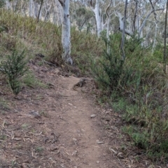 Varanus rosenbergi (Heath or Rosenberg's Monitor) at Majura, ACT - 16 Dec 2023 by Davidlee85