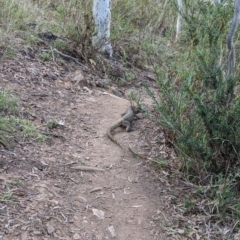 Varanus rosenbergi at Mount Ainslie - suppressed