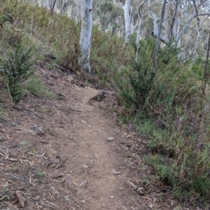 Varanus rosenbergi at Mount Ainslie - suppressed