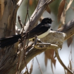 Rhipidura leucophrys (Willie Wagtail) at Symonston, ACT - 17 Dec 2023 by RodDeb