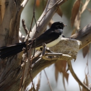 Rhipidura leucophrys at Symonston, ACT - 17 Dec 2023 11:25 AM