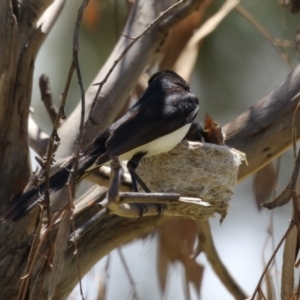 Rhipidura leucophrys at Symonston, ACT - 17 Dec 2023 11:25 AM