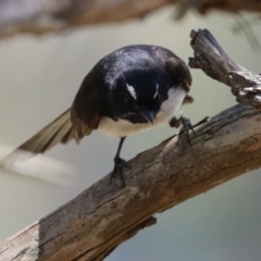 Rhipidura leucophrys at Symonston, ACT - 17 Dec 2023 11:25 AM