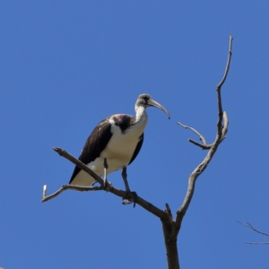 Threskiornis spinicollis at Wee Jasper, NSW - 15 Dec 2023