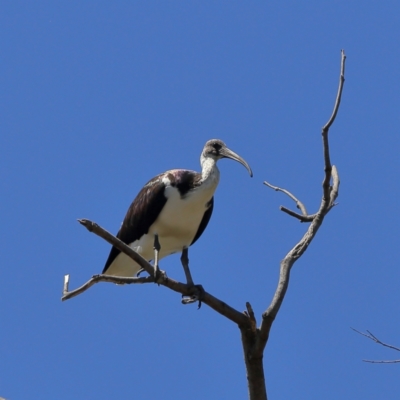 Threskiornis spinicollis (Straw-necked Ibis) at Wee Jasper, NSW - 15 Dec 2023 by Trevor