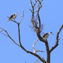 Threskiornis spinicollis at Wee Jasper, NSW - 15 Dec 2023