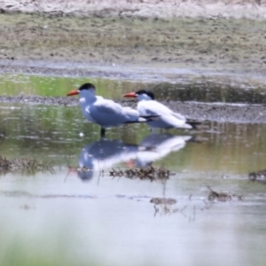 Hydroprogne caspia at Fyshwick, ACT - 17 Dec 2023