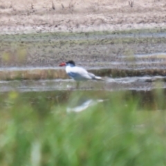 Hydroprogne caspia at Fyshwick, ACT - 17 Dec 2023