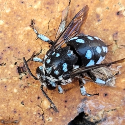 Thyreus caeruleopunctatus at Nambucca Heads, NSW - 17 Dec 2023 by trevorpreston