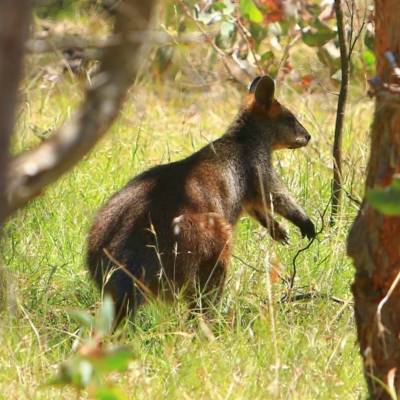 Wallabia bicolor (Swamp Wallaby) at Forde, ACT - 17 Dec 2023 by NathanaelC